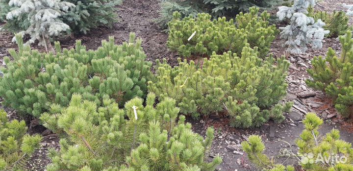 Сосна горная Пумилио/ Pumilio саженцы