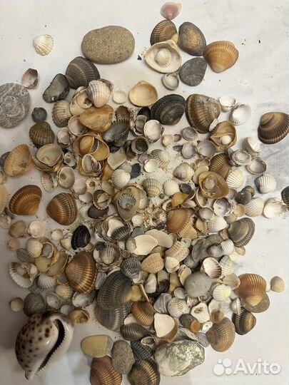 Морские ракушки