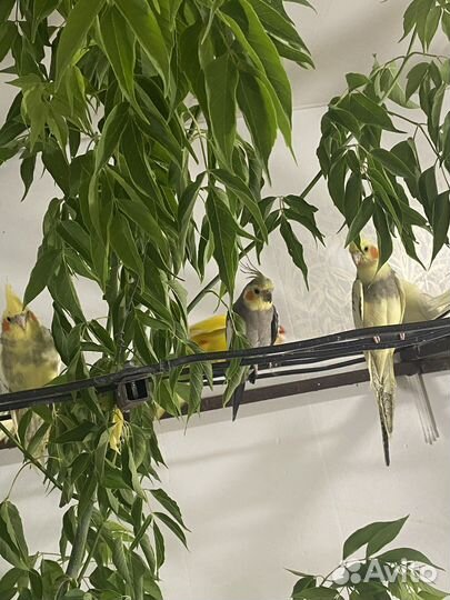 Корелла(Читайте обьявление)