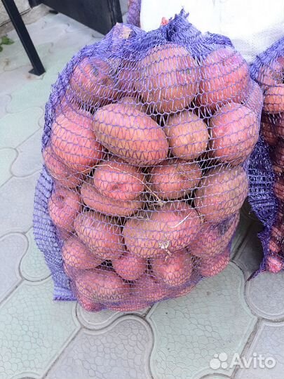 Семенной картофель