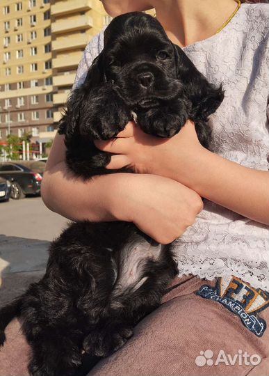 Щенки кокер спаниеля
