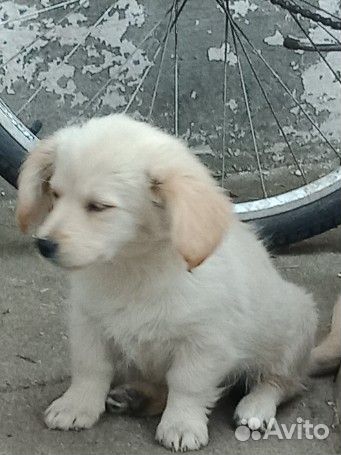 Маленькая собака в добрые руки бесплатно