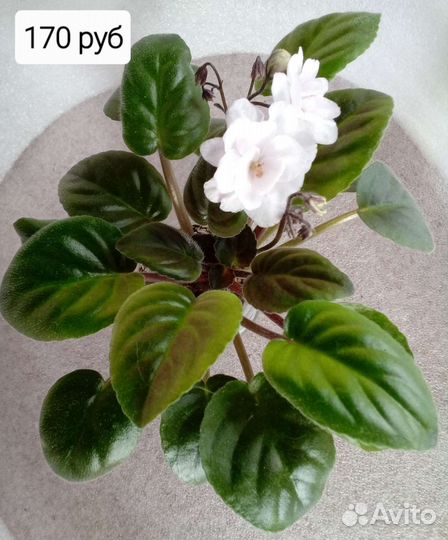 Фиалка трейлер