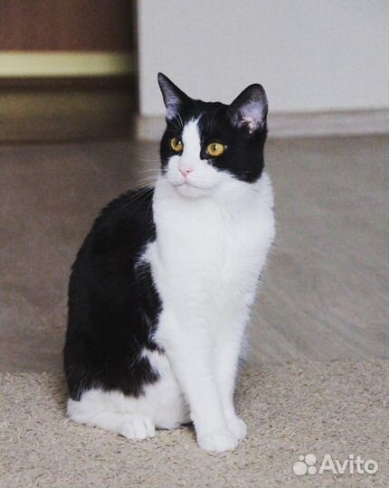 Котёнок Твикс