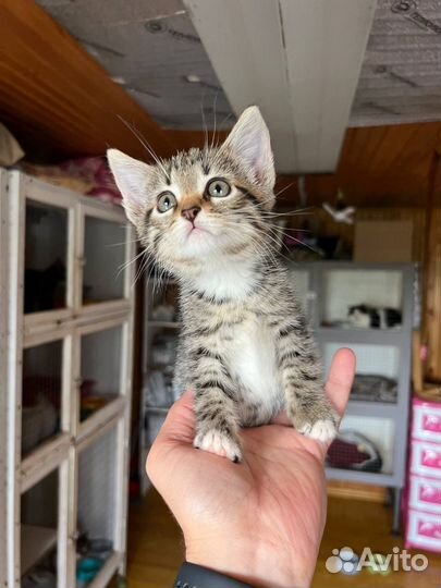 Котенок полосатик девочка в добрые руки