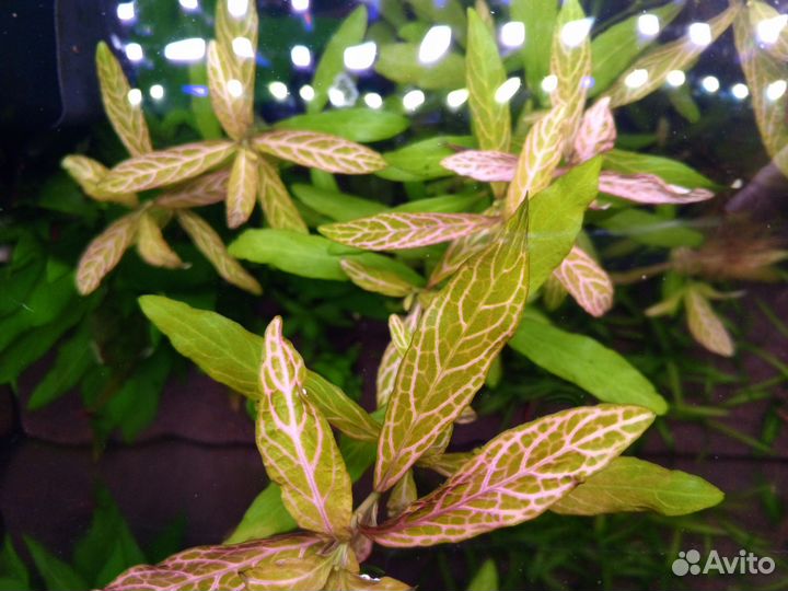 Растения в аквариум