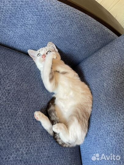 Кошка в добрые руки