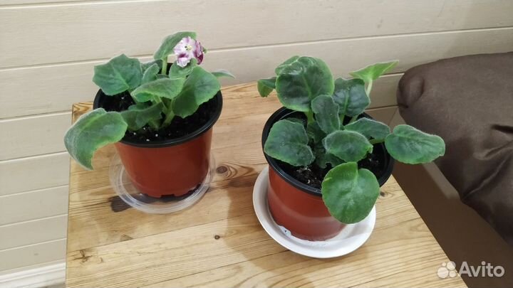 Фиалка в горшках