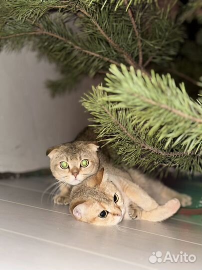 Кот вязка