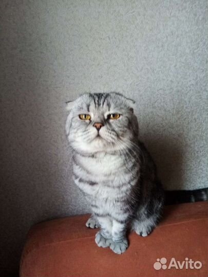 Шотландская