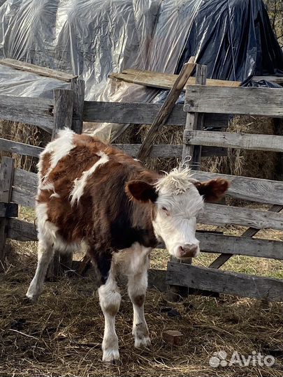 Телочка и бычек