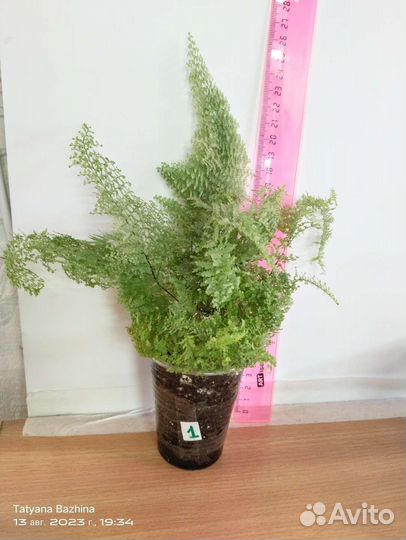 Серисса, нефролепис