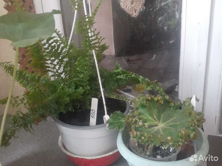 Буссенгольция базелловидная