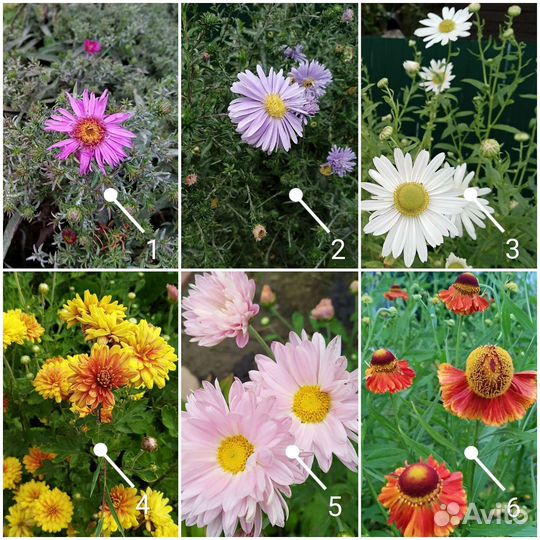 Астра/Хризантема/Ромашка/Гелениум