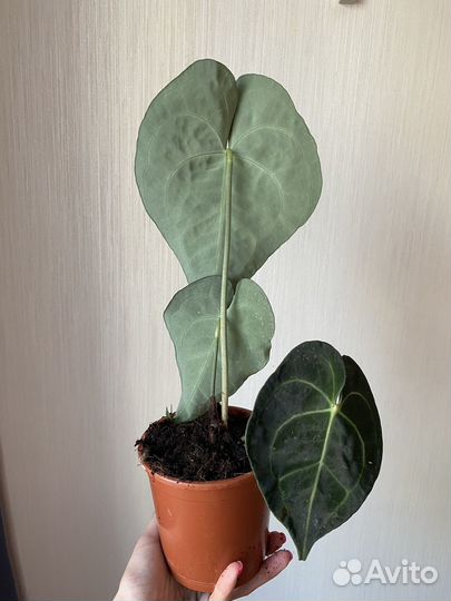 Антуриум кларинервиум