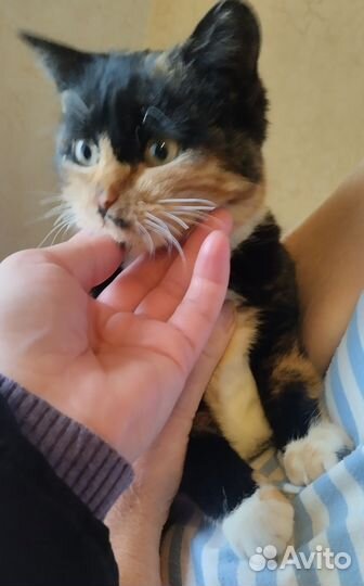 Кошечка Сима