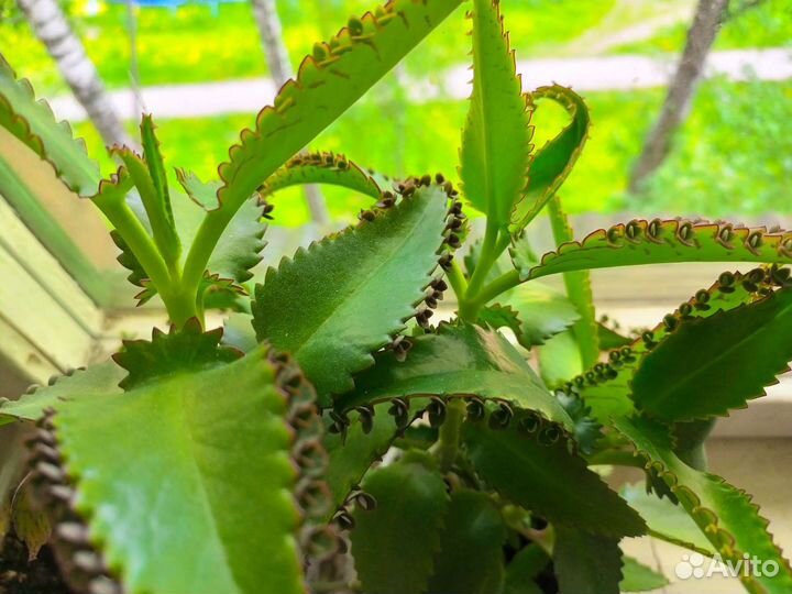 Каланхоэ лечебное