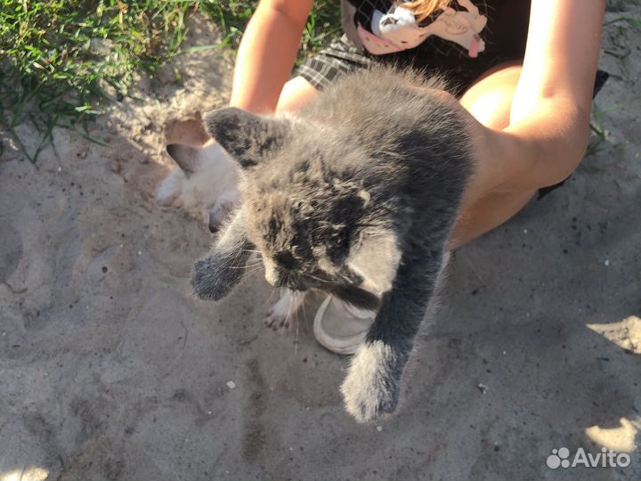 Котята бесплатно
