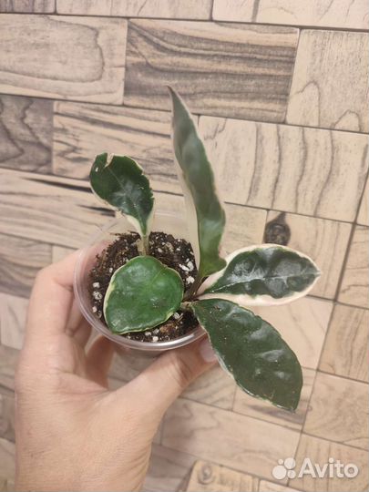 Хойя карноза альбомаргината