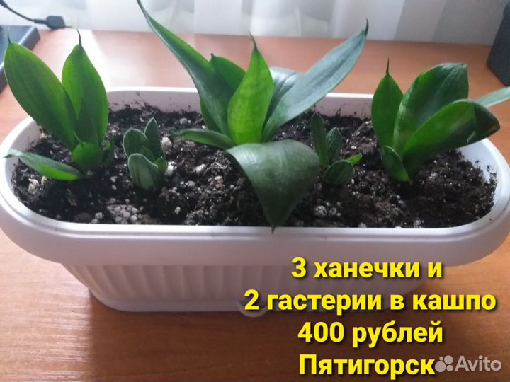 Спатифиллум Джемени и Сансенвиерии