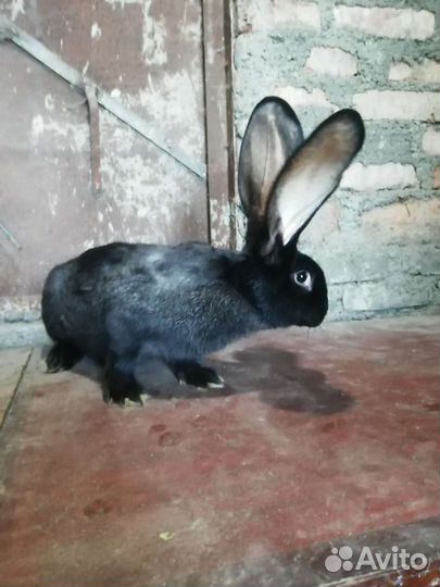 Мясо кролика и сами Кролики