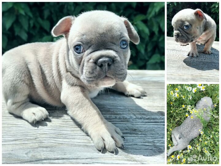 Французский бульдог