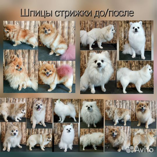 Груминг Стрижка Собак