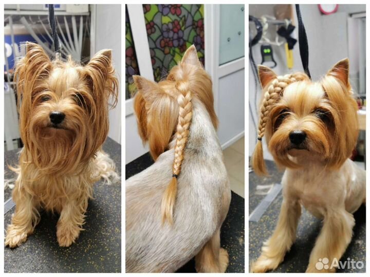 Груминг. Стрижка Собак и Кошек Профессионально