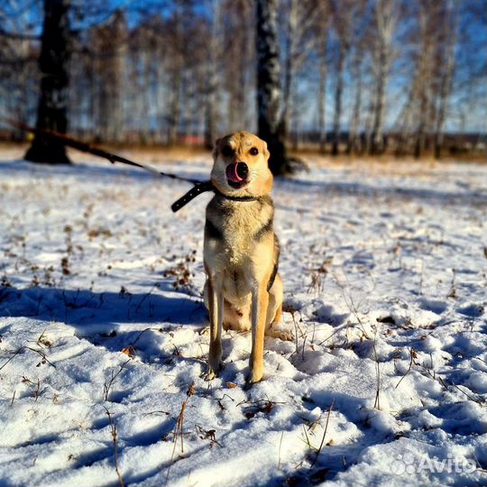 Вольт ищет дом