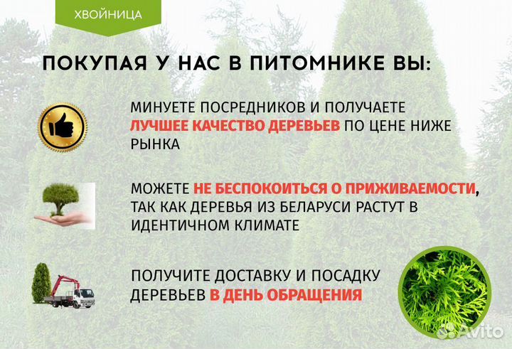 Туя Западная Брабант