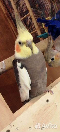 Попугай корелла птенец