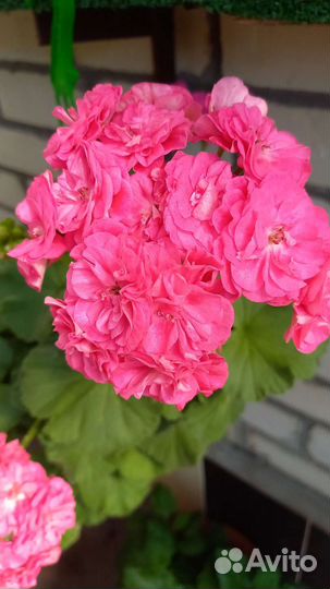 Лилейники, герань, бальзамин