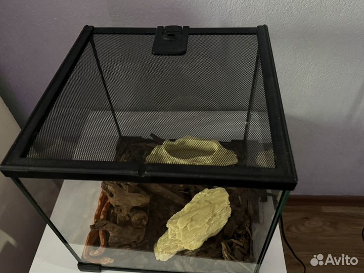 Моисовый полоз