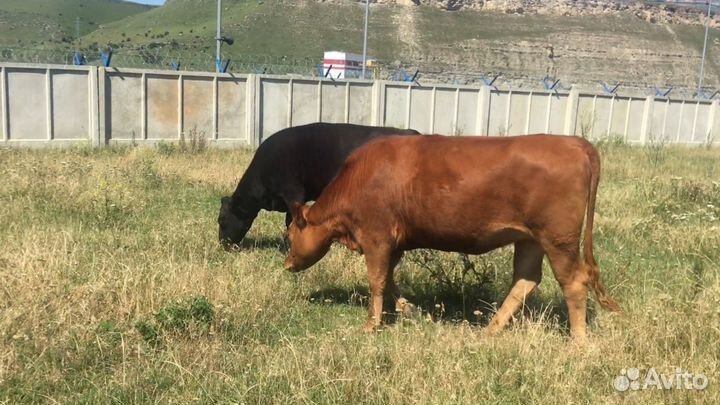 Абердино-Ангусы Коровы,телки, телята буйвол бык