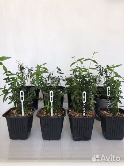 Хойя Керри,Мирт,Гиппеаструм