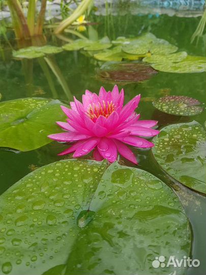 Нимфея Тан-Кван