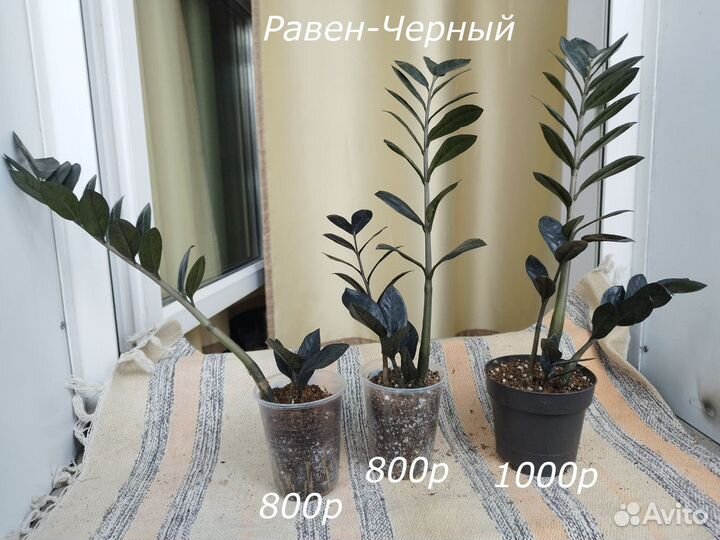 Замиокулькас Зензи и Равен