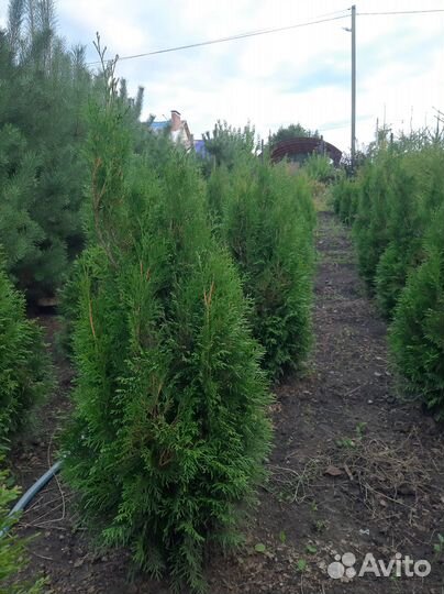 Туя западная смарагд саженцы