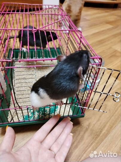 Крыски Дамбо