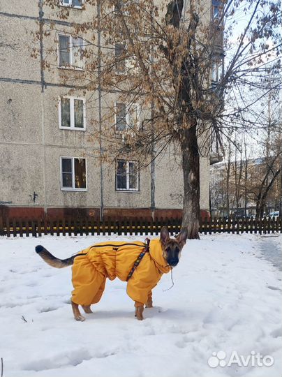 Зимние комбинезоны Balu for dogs, для девочки