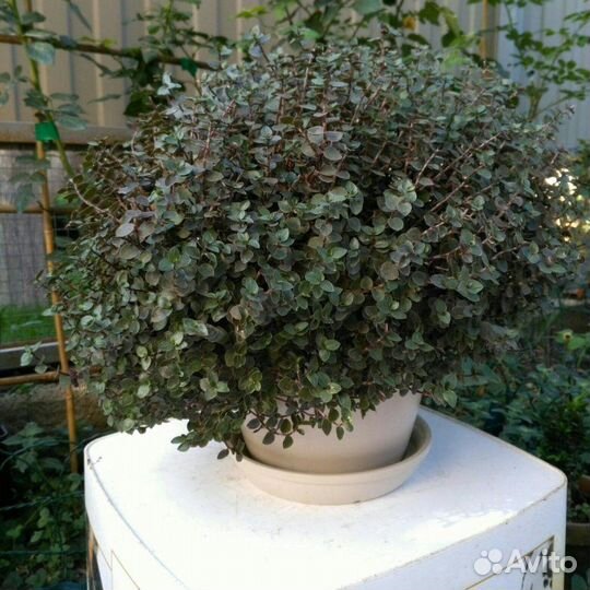 Традесканция мелколистная коллизия ампельная