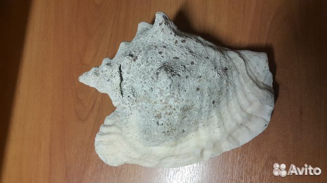 Ракушка Рапан с карибского моря