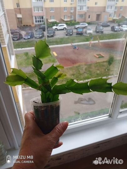 Декабрист шлюмбергера