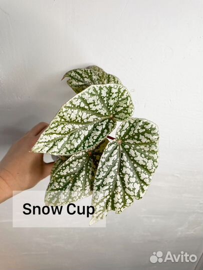 Бегония кейн (cain)