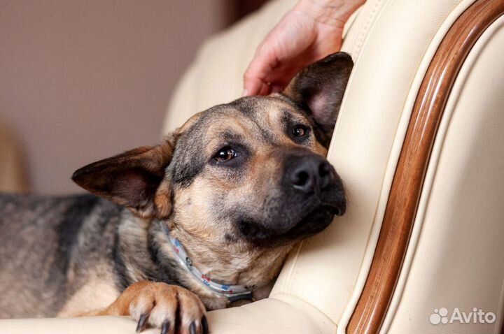 Собака в добрые руки