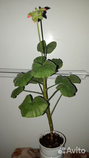 Герань ярко-розовая