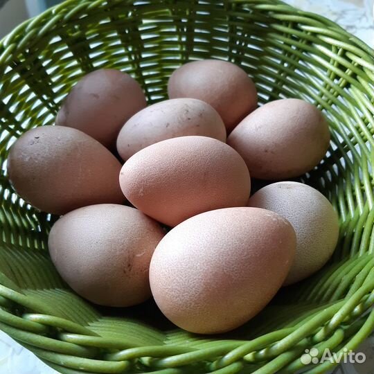 Яйца цесариные