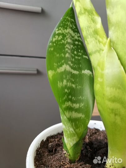 Сансевиерии сортовые
