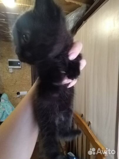 Котята мальчики