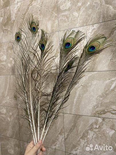 Перья павлина